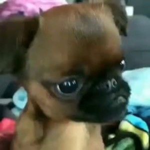 Meet your Posher, Rose